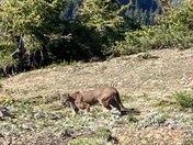 Olympic National Park - Hurricane  Ridge