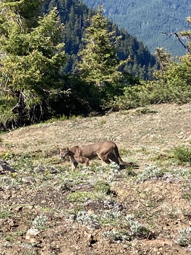 Olympic National Park - Hurricane  Ridge