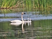 Beautiful Swan family