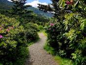 Cherokee National Forest