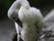 Trumpeter Cygnet 