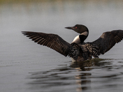 Common Loon