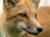Red Fox Teen