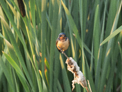 Young Barn Swallow 