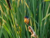 Young Barn Swallow 