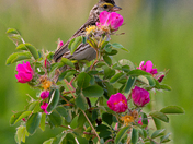 Savannah Sparrow