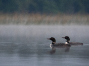 Common Loons