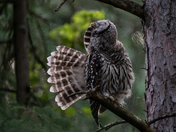 Getting Every Single  Feather in Place