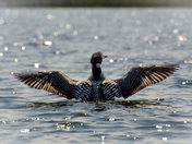 Common Loon