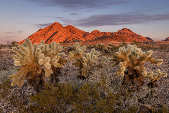 Kofa National Wildlife Refuge