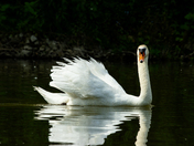 White Swan