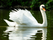 White Swan