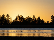 Apache-Sitgreaves National Forest
