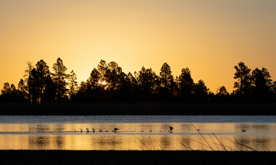 Apache-Sitgreaves National Forest