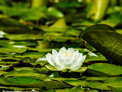 Water Lilly