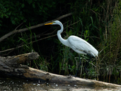 White Egret