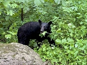 Great Smoky Mountains National Park