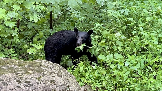 Great Smoky Mountains National Park