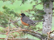 Robin at rest