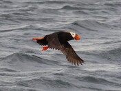 Protection Island National Wildlife Refuge
