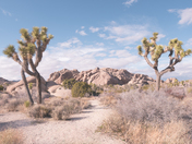 Joshua Tree National Park