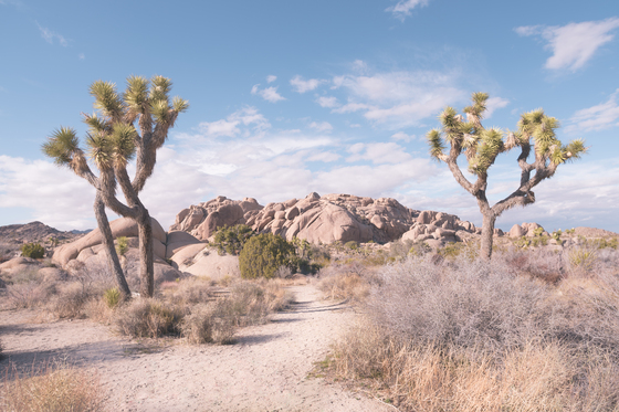 Joshua Tree National Park