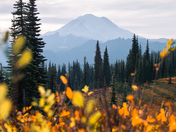 Mt. Rainier National Park