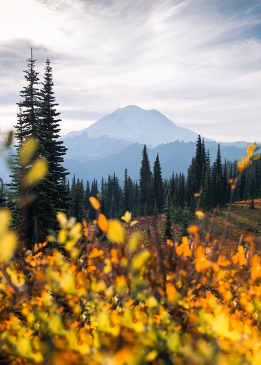 Mt. Rainier National Park