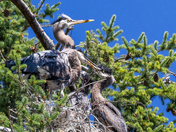 Great Blue Heron Chicks