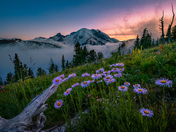 Mt. Rainier National Park