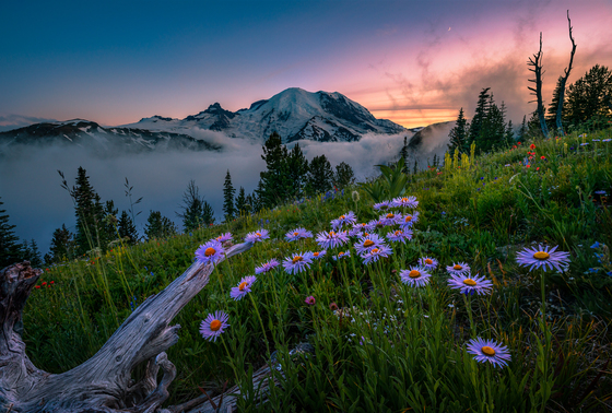 Mt. Rainier National Park