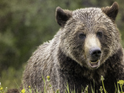Heaven to a grizzly bear is... Wildflower season!