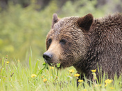 Heavenly feast for a grizzly bear.