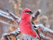 Glance Through Winter