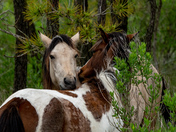 Chincoteague National Wildlife Refuge
