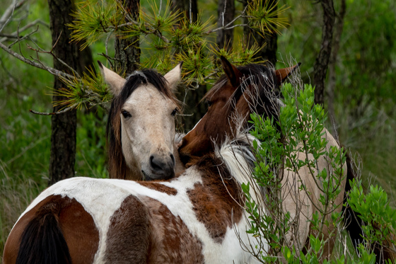 Chincoteague National Wildlife Refuge
