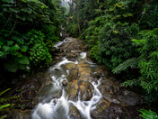 El Yunque National Forest