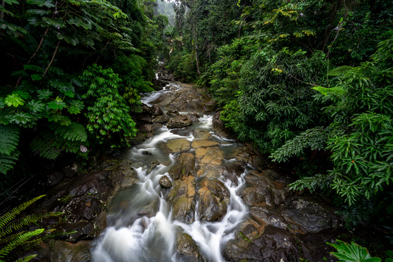 El Yunque National Forest