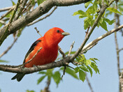 Scarlet Tanager 
