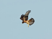 Northern Harrier