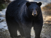 Black bear 3