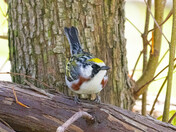 Chestnut-sided Warbler