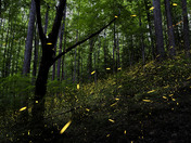 Great Smoky Mountain National Park 