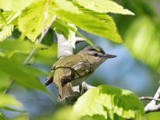 Red-eyed Vireo