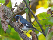Black-throated Blue Warbler