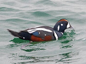 Harlequin Duck