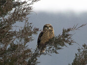 Short-eared Owl