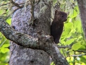 American Marten 