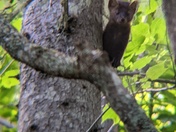 American Marten 