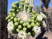 Saguaro National Park